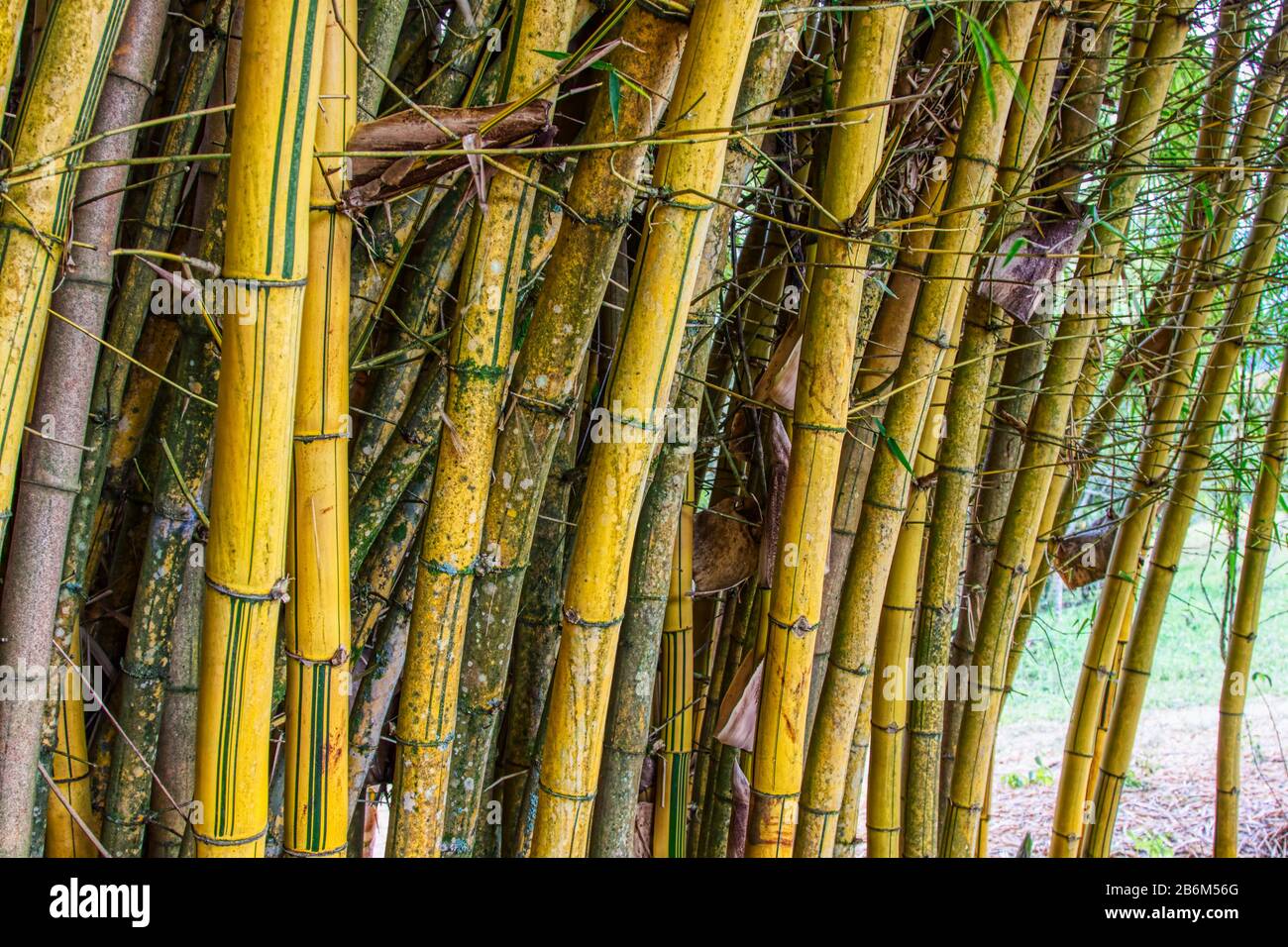 Guadua baum -Fotos und -Bildmaterial in hoher Auflsung  Alamy