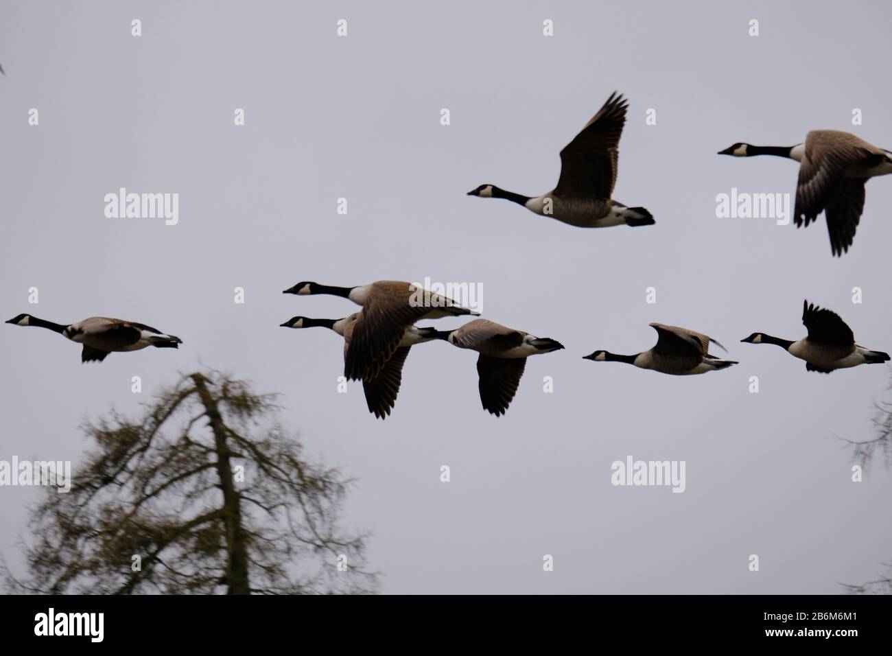 Gänse aus Kanada, die durch einen Park in St Albans, Winter, fliegen Stockfoto
