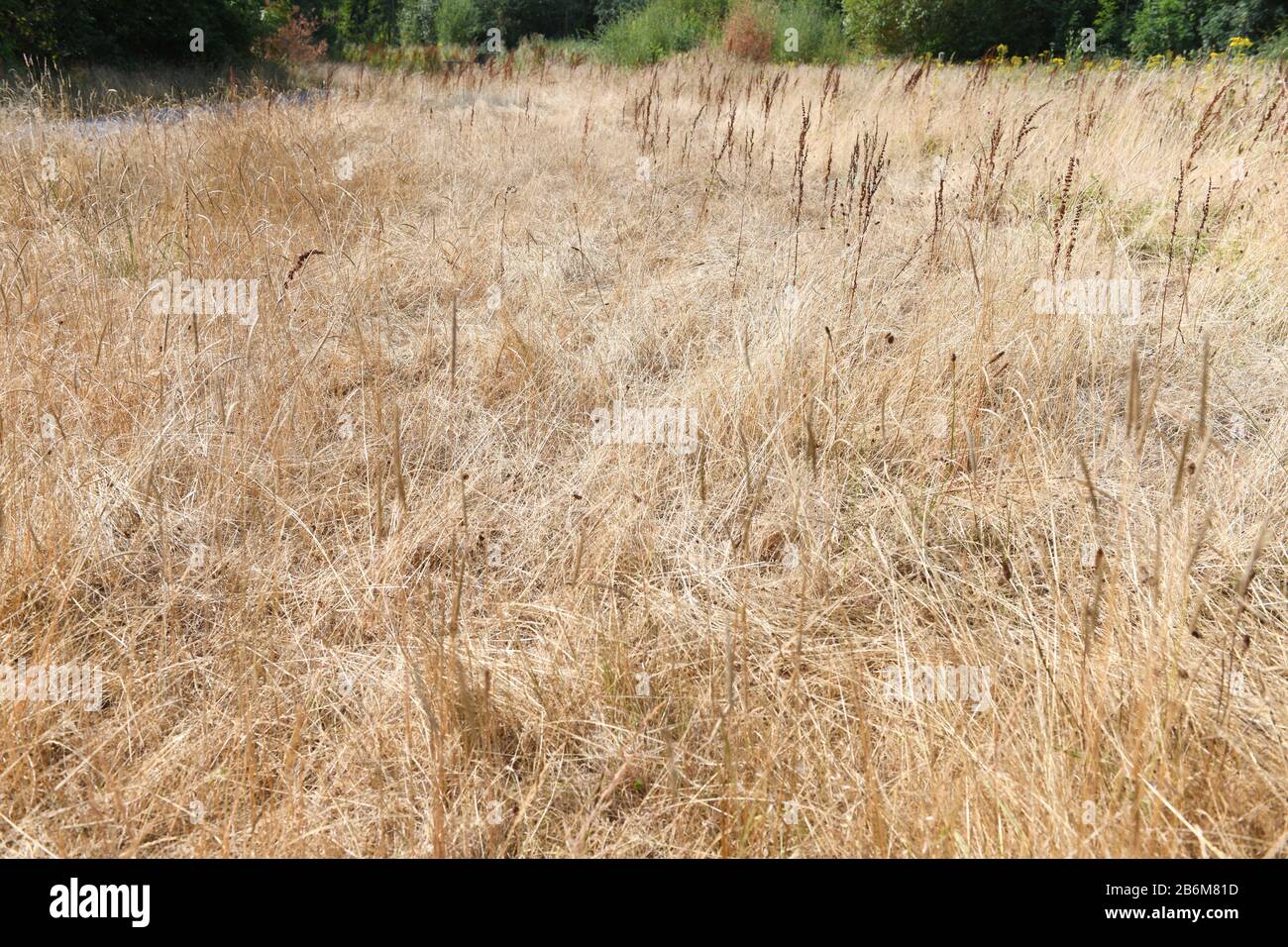 Trockenes, braunes und totes Gras auf einem Feld während einer Dürre in Großbritannien. Stockfoto