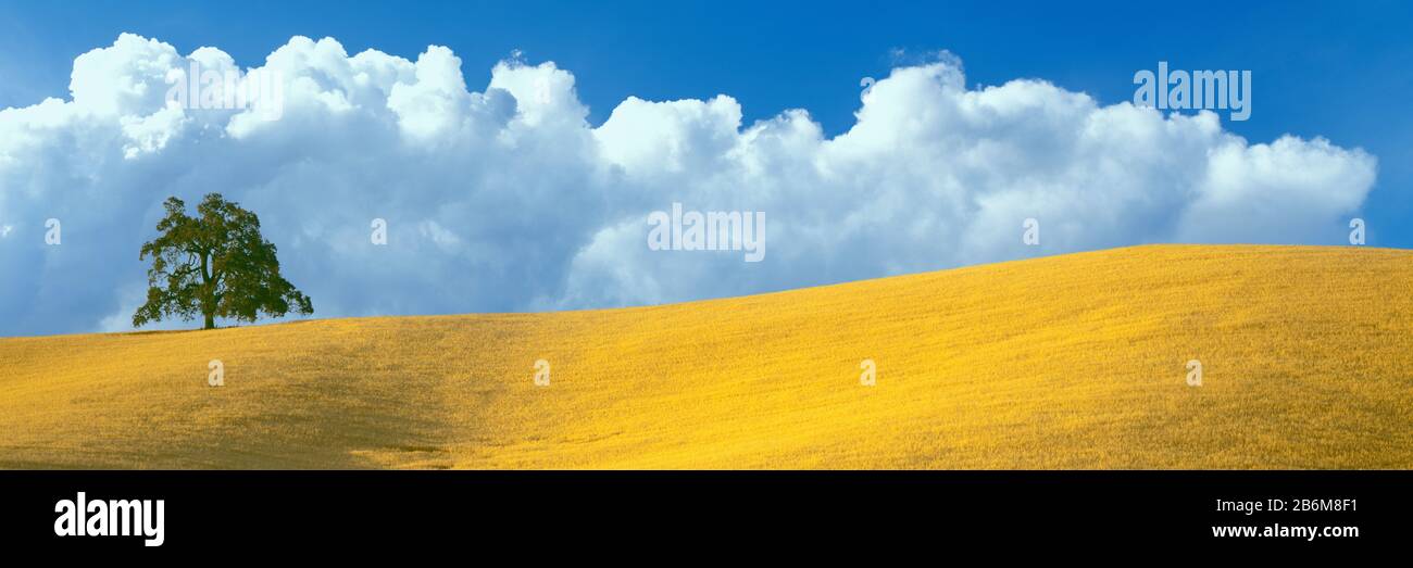 Einsame Eiche Baum über Gras am Hang, Paso Robles, San Luis Obispo County, Kalifornien, USA Stockfoto