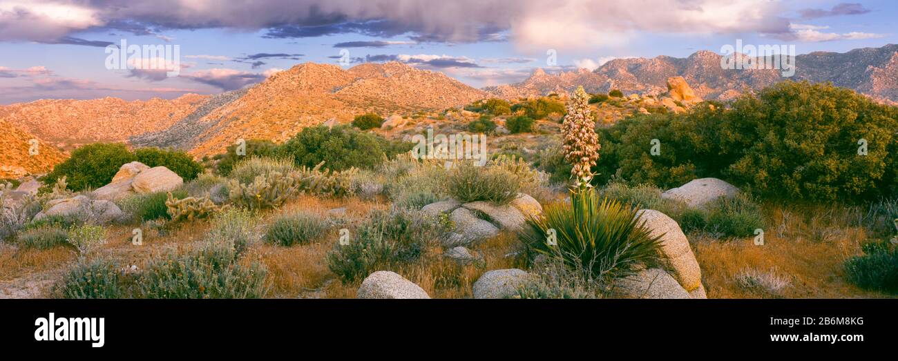 Yucca (spanisches Bajonett) Pflanzen, die in einer Wüste blühen, Culp Valley Primitive Campground, Anza Borrego Desert State Park, Kalifornien, USA Stockfoto