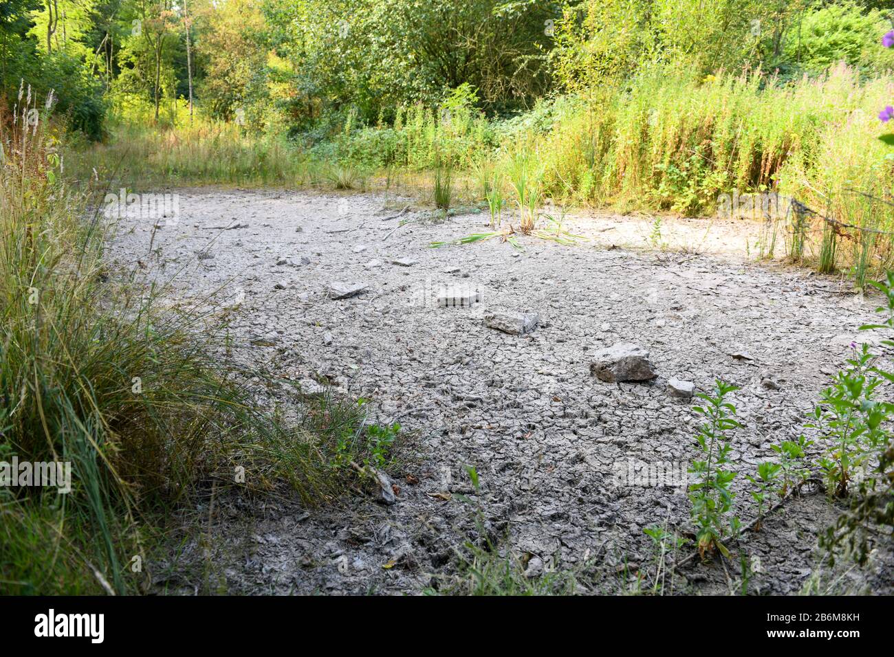 Ausgetrockneter Teich in einem Naturreservat, der das trockene Bett des Teiches mit hohen Gräsern im Hintergrund zeigt. Stockfoto