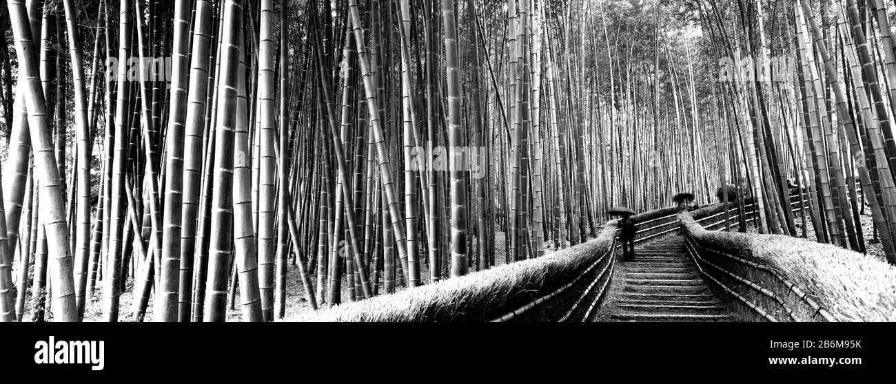 Gestufter Gehweg durch einen Bambuswald, Arashiyama, Präfektur Kyoto, Region Kinki, Honshu, Japan Stockfoto