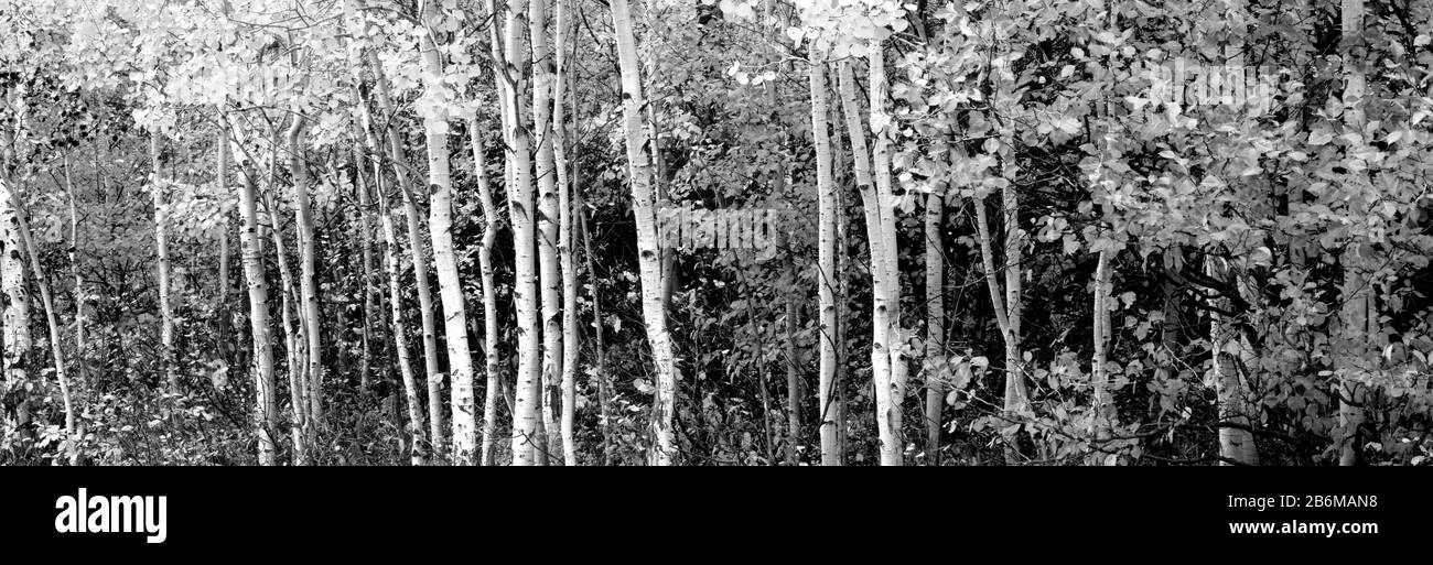 Aspen und Black Hawthorn Trees in einem Wald, Grand Teton National Park, Wyoming, USA Stockfoto