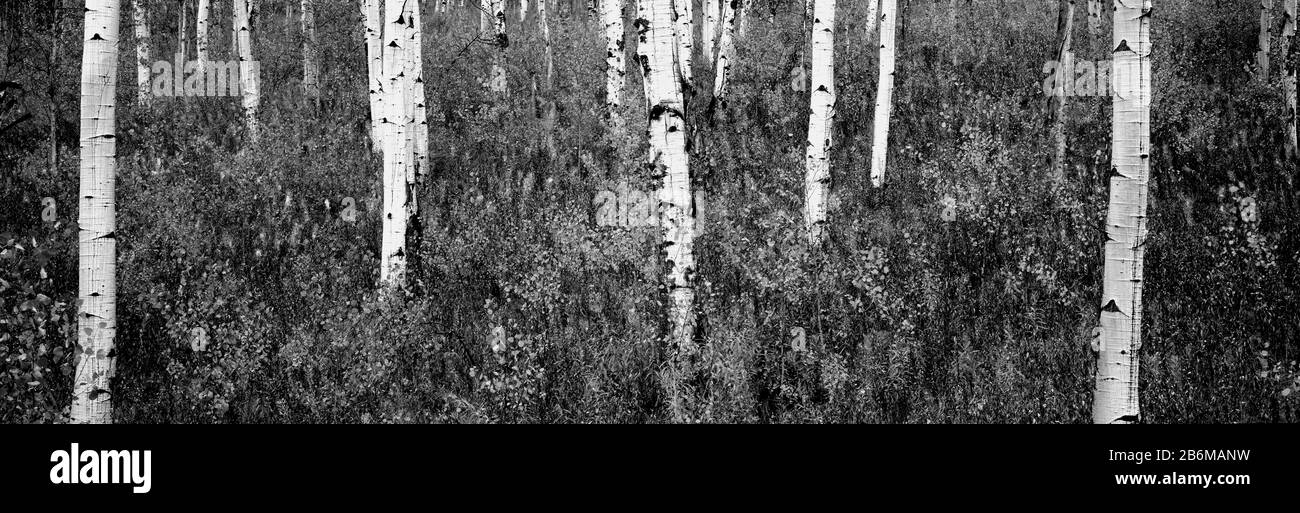 Aspen Bäume in einem Wald, Shadow Mountain, Grand Teton National Park, Wyoming, USA Stockfoto
