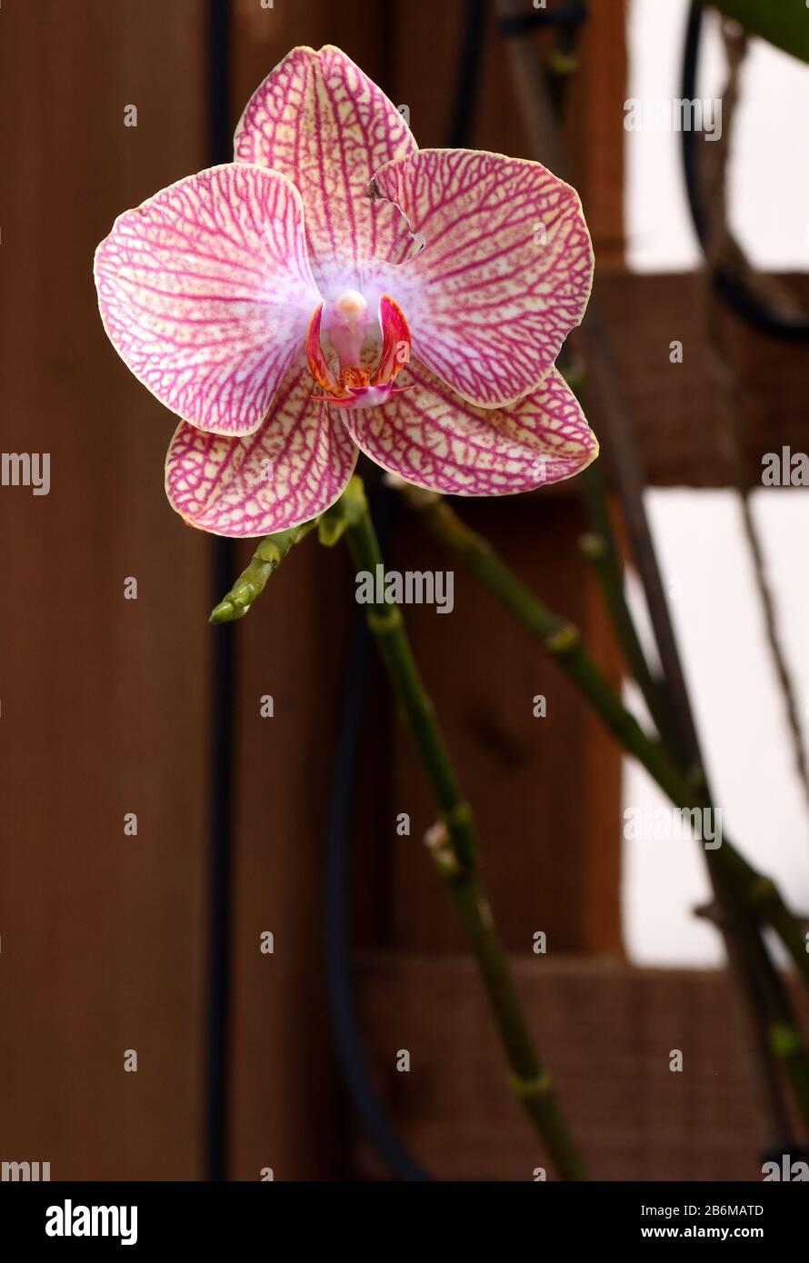 Die rosafarbene Blume des Moth Orchid. Stockfoto