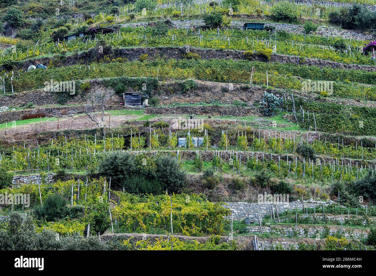 Bezaubernder Weinberg in der Nähe von Monterosso al Stute. Stockfoto