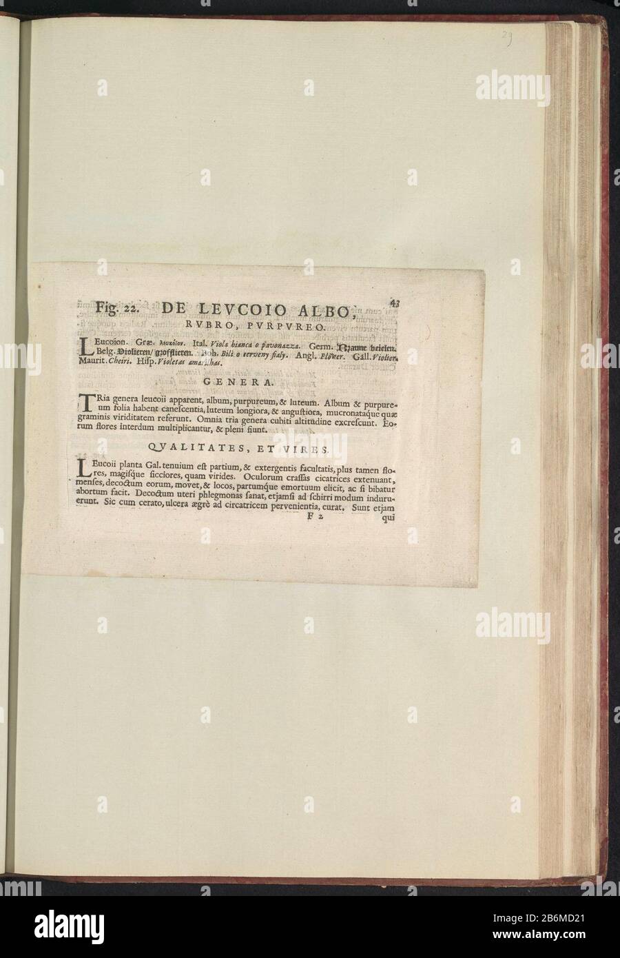 Abb. 22 "de Levcoio Albo" in De Boodts Herbarium van 1640 Abb. 22 'The Levcoio Albo' im Herbarium von Boodts 1640 Objekttyp : Textblatt Artikelnummer: RP-T-BR-2017-1-12-29 (R) Beschreibung: Beschreibung mit Bezug auf ABB. 22 um S. 43 in: Anselmi Boëtii The Boot I.C. Brugensis & Rodolphi II Imp. Roman: Eine medizinische Cubiculis Florum, Herbarum, ac Fructuum selectiorum icones und vires pleraeque hactenus ignotae. Teil des Albums mit Blättern und Platten aus dem Boodts-Herbarium von 1640. Die zwölf zwölften Alben von Aquarellen von Tieren, Vögeln und Pflanzen sind um 1600 im Auftrag von bekannt Stockfoto