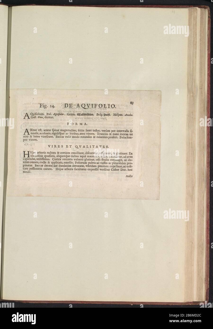 Abb. 24 "de AqviFolio" in De Boodts Herbarium van 1640 Abb. 24 "Das AqviFolio" im Herbarium von Boodts 1640 Objekttyp : Textblatt Artikelnummer: RP-T-BR-2017-1-12-31 (R) Beschreibung: Beschreibung mit Bezug auf ABB. 24 um S. 47 in: Anselmi Boëtii The Boot I.C. Brugensis & Rodolphi II Imp. Roman: Eine medizinische Cubiculis Florum, Herbarum, ac Fructuum selectiorum icones und vires pleraeque hactenus ignotae. Teil des Albums mit Blättern und Platten aus dem Boodts-Herbarium von 1640. Die zwölften zwölf von Emper in Auftrag gegebenen Alben mit Aquarellen von Tieren, Vögeln und Pflanzen sind um 1600 bekannt Stockfoto