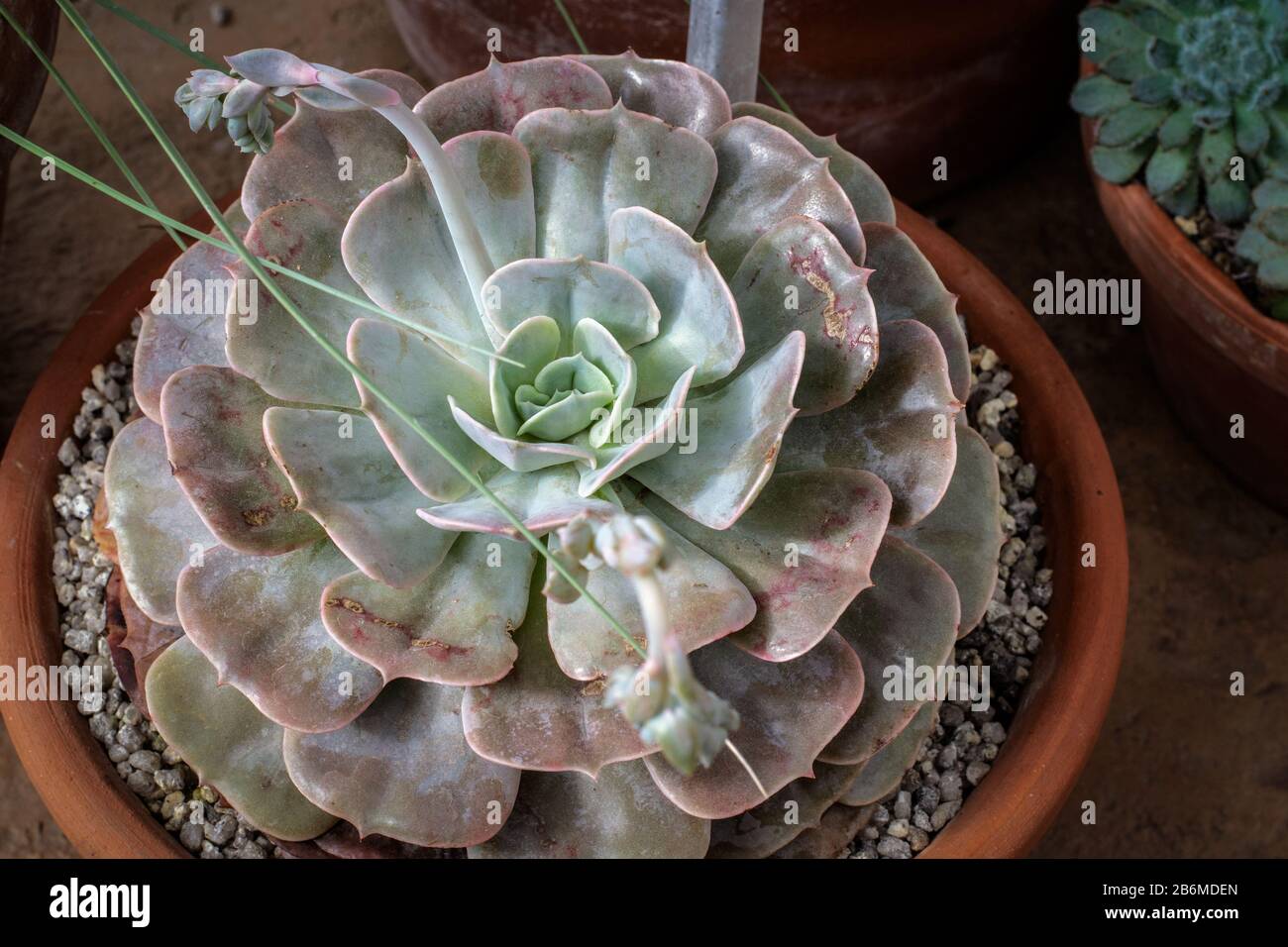 Echeveria 'Pollux', eine schöne Sukkulente mit ihrer Rosette von fleischigen überlappenden Blättern, die mit Farina bedeckt sind Stockfoto