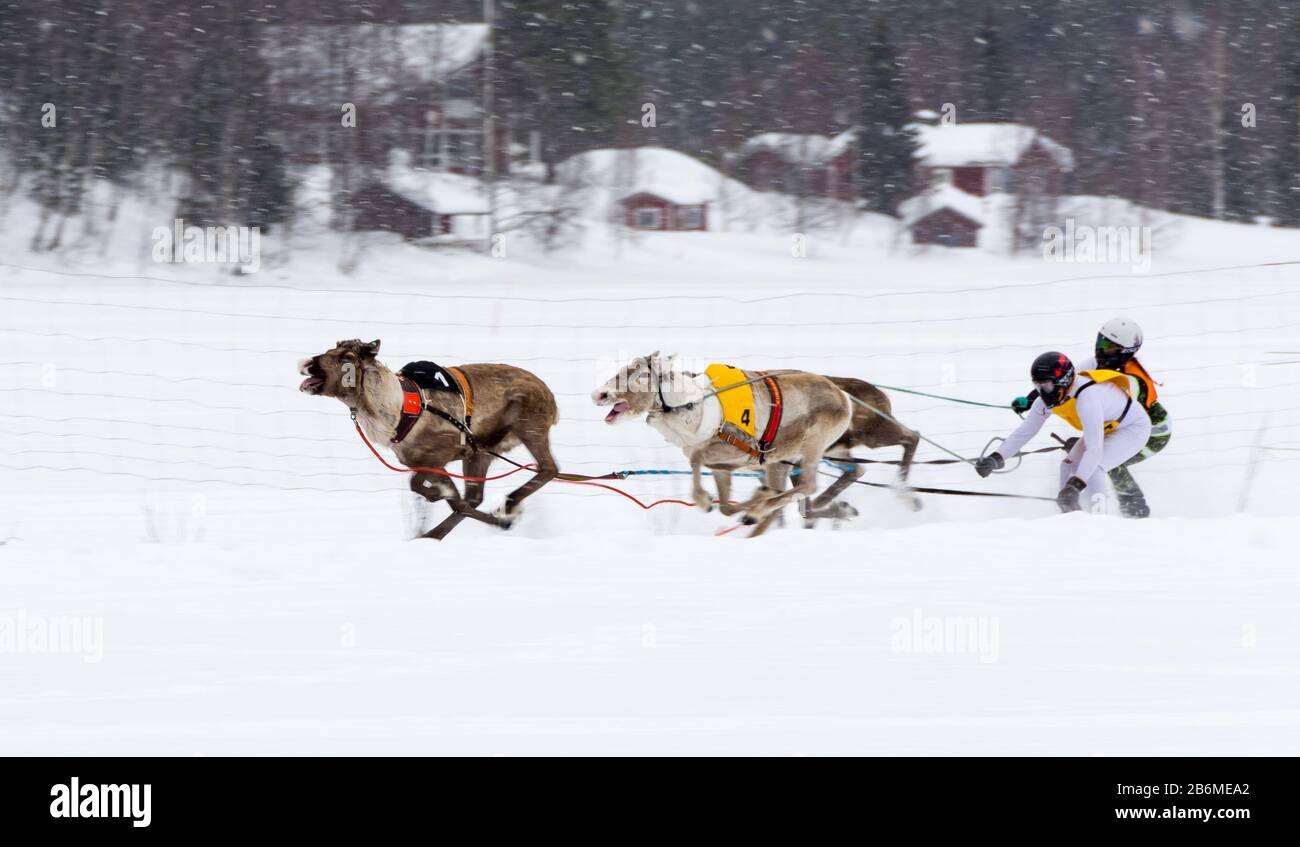 Rentierrennen in Äkäslompolo Stockfoto