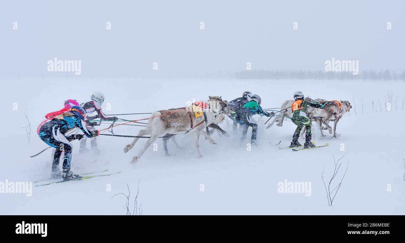 Rentierrennen in Äkäslompolo, Finnlands Lappland Stockfoto