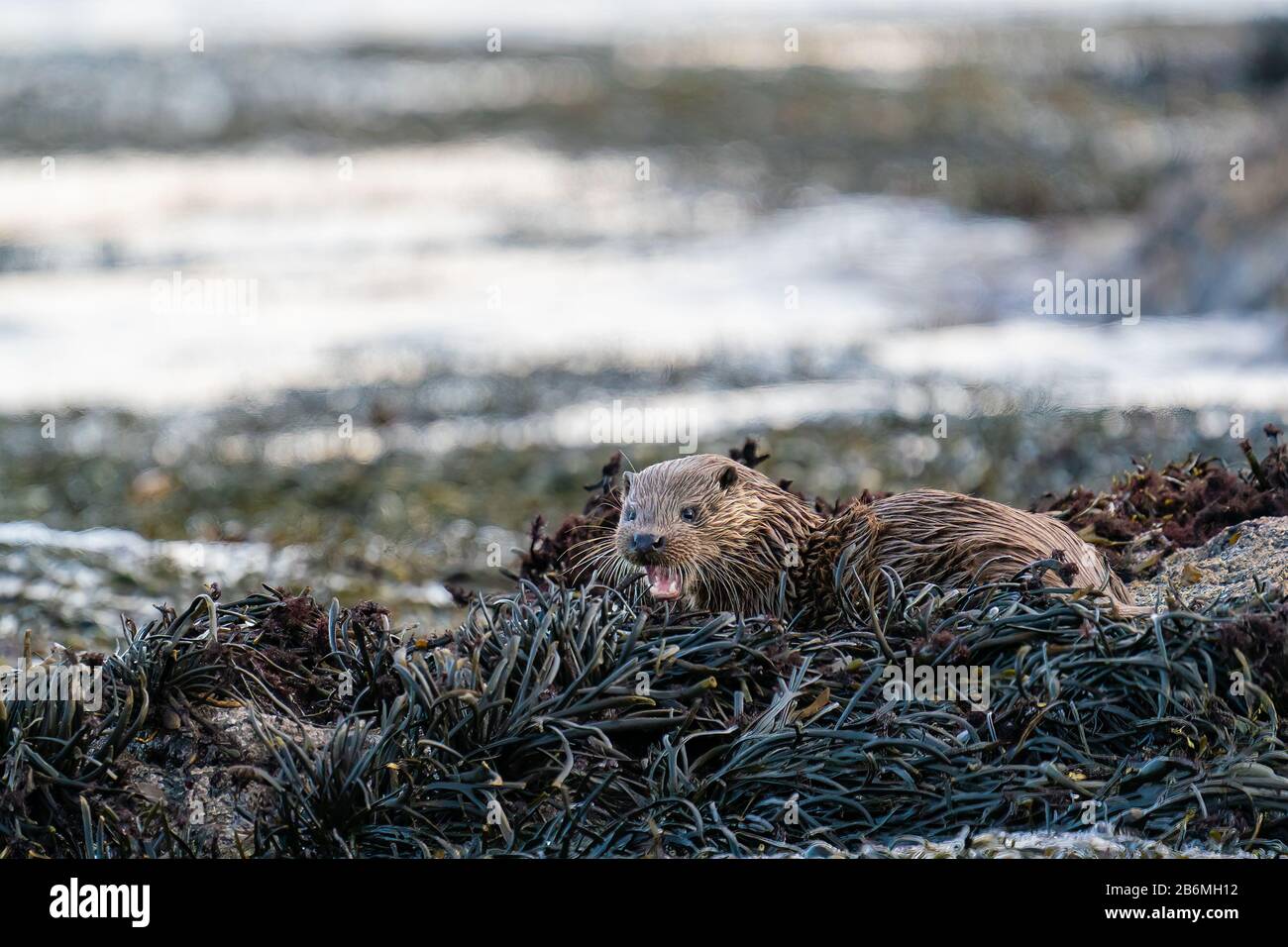 Europäische Otter (Lutra Lutra) - Cub oder Kit, auf einem Bett mit Algen liegend, das zu seiner Mutter, Schottland, Großbritannien, ruft Stockfoto