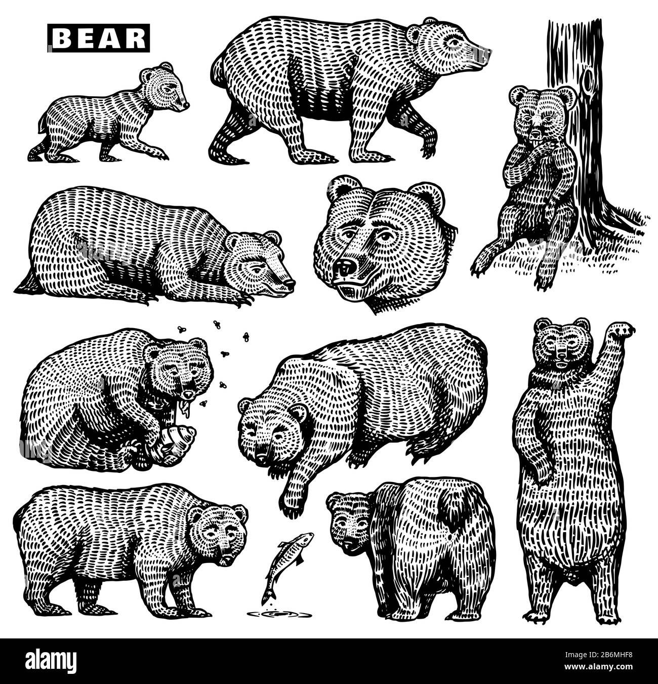 Grizzly Bärensatz. Sammlung von Jagdtieren brauner Wildtiere in verschiedenen Posen. Handgezeichnete, gravierte alte Skizze für T-Shirt, Tattoo oder Etikett oder Poster Stock Vektor