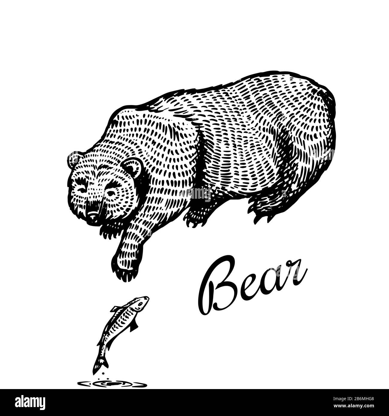Der Grizzly-Bär fängt mit seiner Pfote Fische. Braunes Wildtier. Rückansicht. Handgezeichnete, gravierte alte Skizze für T-Shirt, Tattoo oder Etikett oder Poster. Vektor Stock Vektor