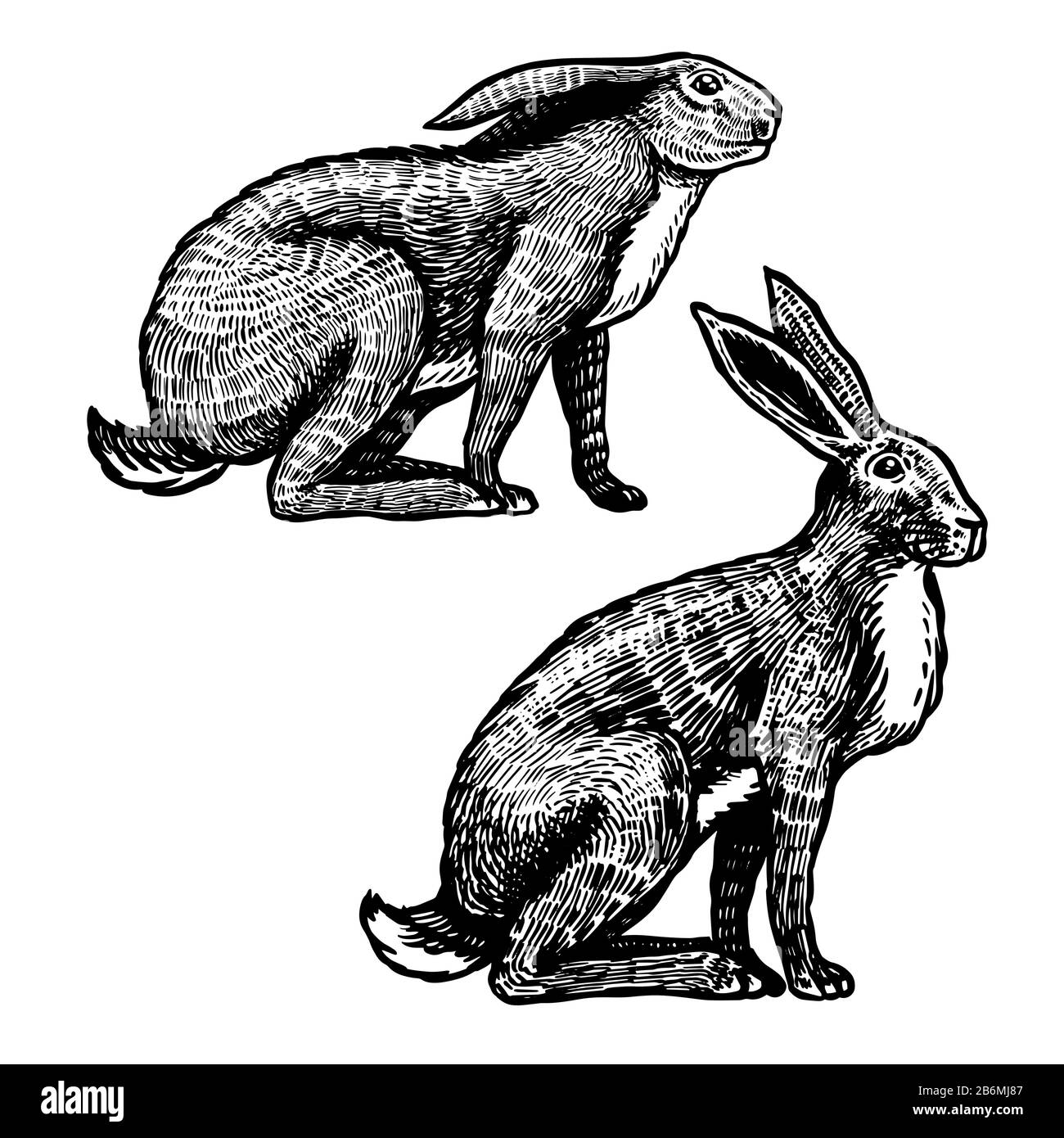 Wilde Hasen. Kaninchen sitzen. Waldbrötchen oder coney. Handgezeichnete, gravierte alte Skizze für T-Shirt, Tattoo oder Etikett oder Poster. Vektorgrafiken. Stock Vektor