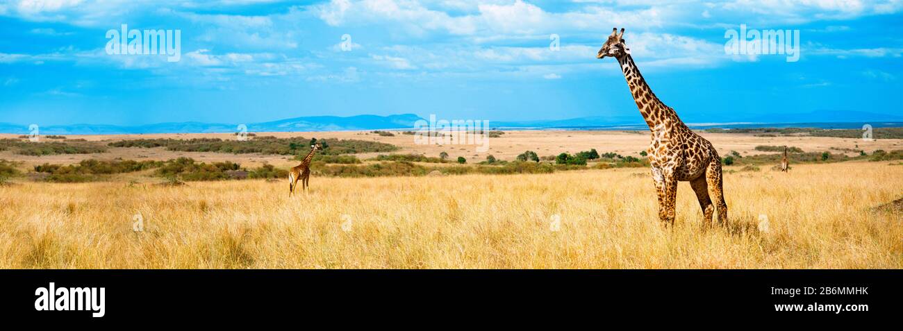 Blick auf die Giraffe auf Safari, Maasai Mara, Kenia, Afrika Stockfoto