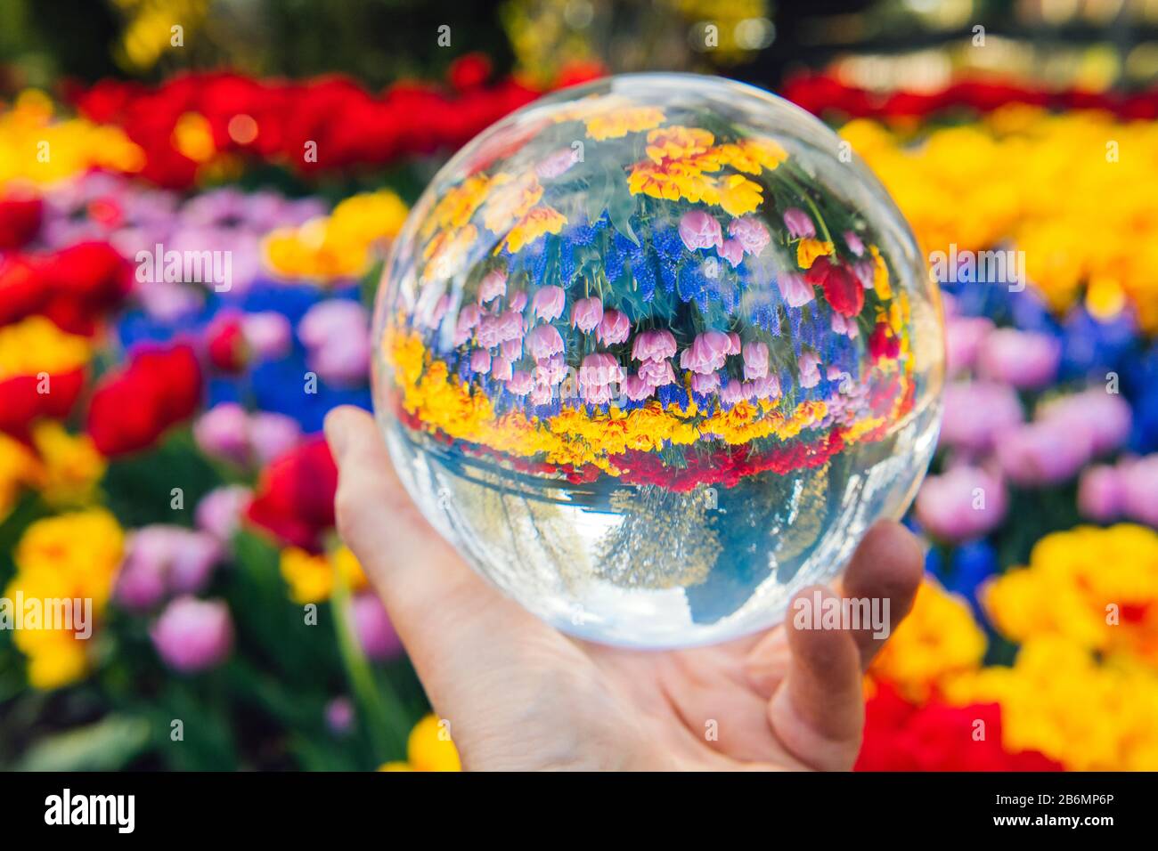 Person, die Glaskugel mit Blumenspiegelung hält, Skagit Valley, Washington, USA Stockfoto