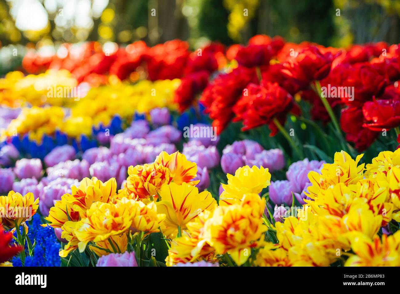 Nahaufnahme von Tulpen, Skagit Valley, Washington, USA Stockfoto