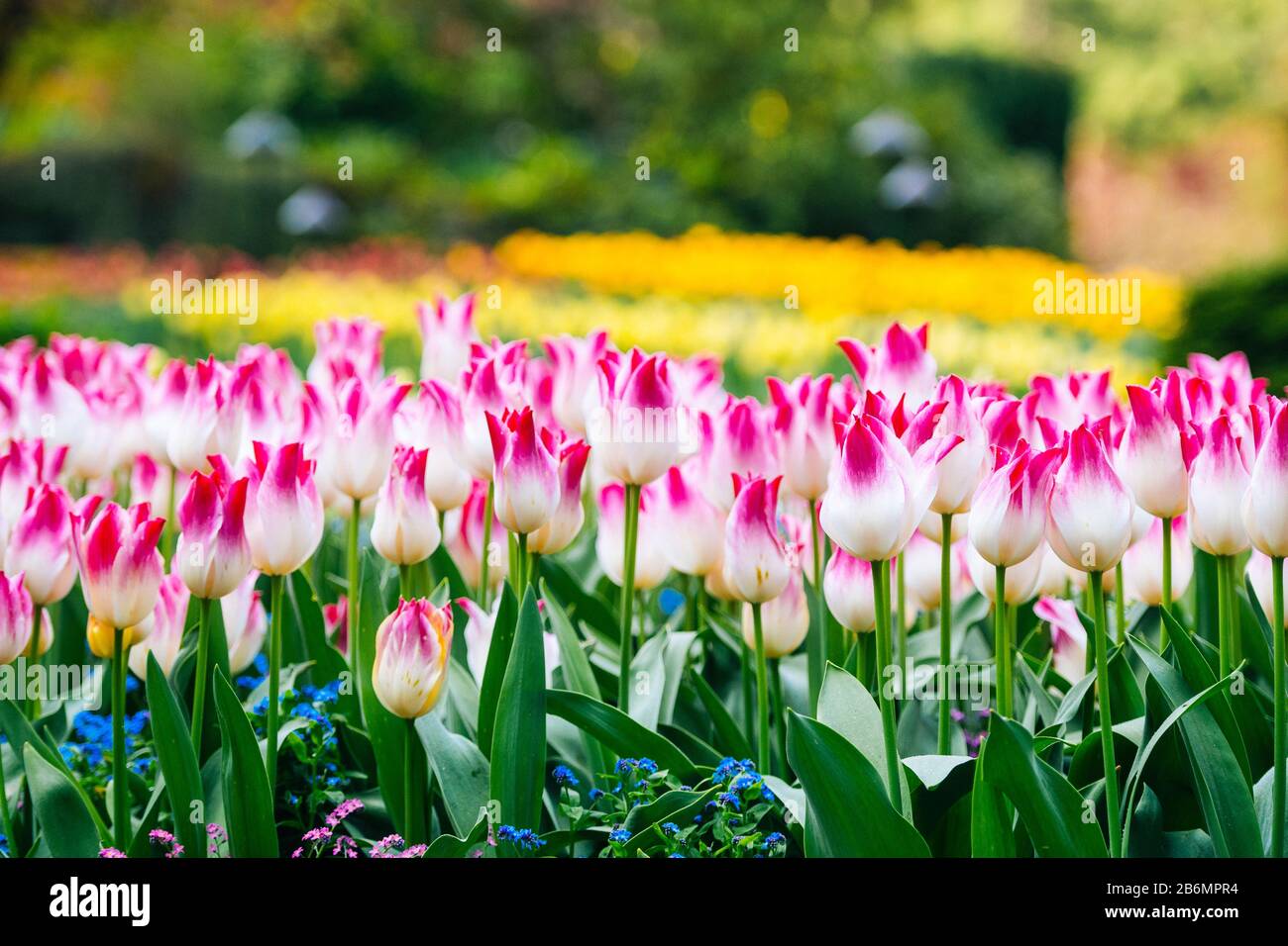 Nahaufnahme von Tulpen, Butchart Gardens, Vancouver Island, British Columbia, Kanada Stockfoto