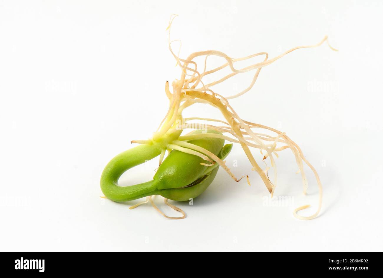Nahaufnahme von jungen Samen der Frühlingsbohne, sprießenden und keimenden Samen. Stockfoto