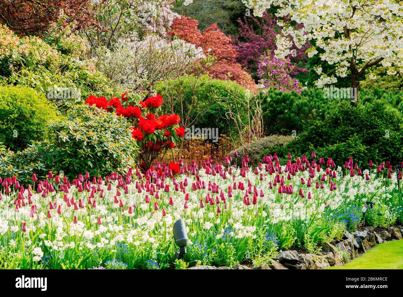 Blick auf blühende Bäume und Blumen im Garten, Butchart Gardens, Vancouver Island, British Columbia, Kanada Stockfoto