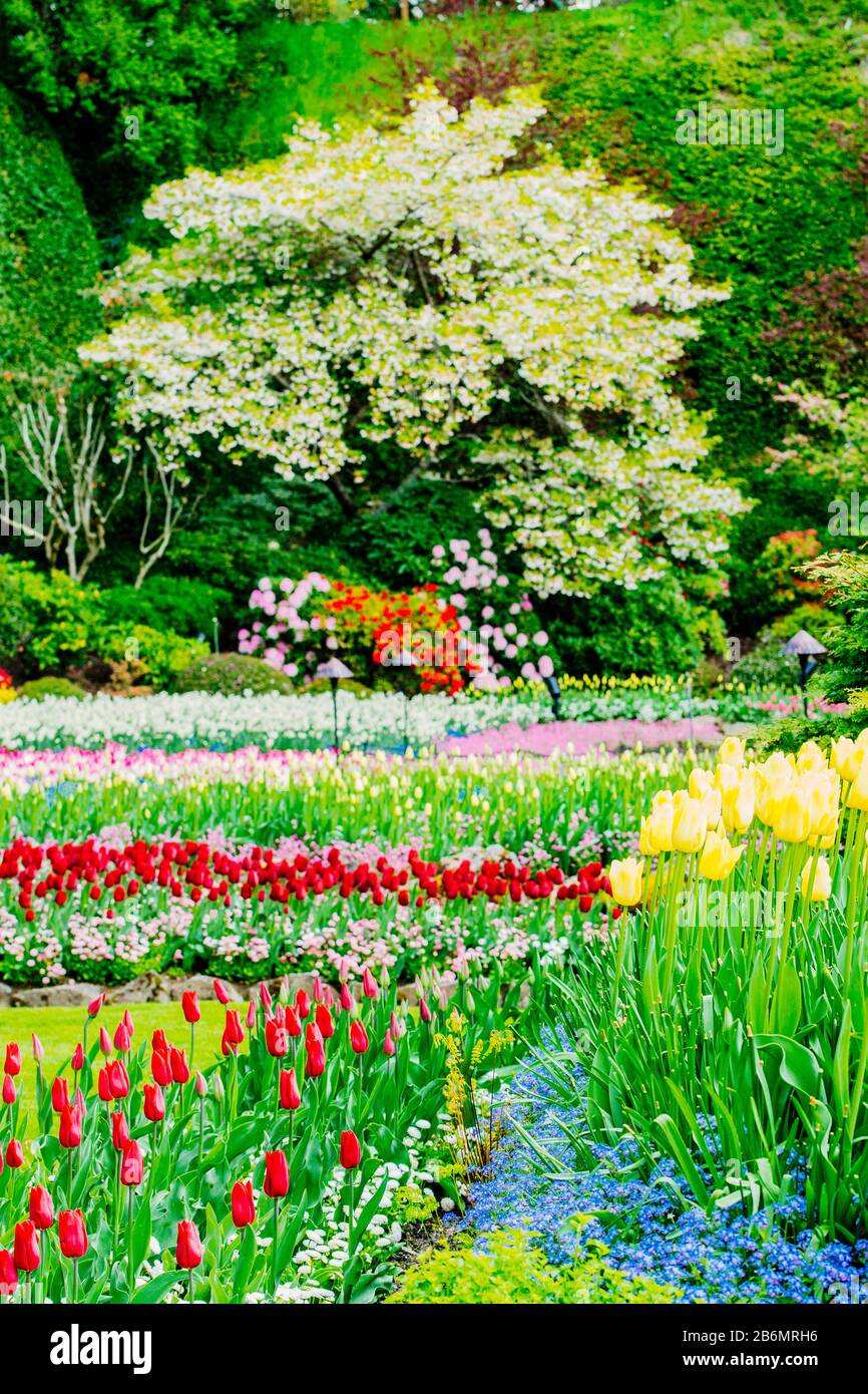 Landschaft mit bunten Blumen im formalen Garten, Butchart Gardens, Vancouver Island, British Columbia, Kanada Stockfoto