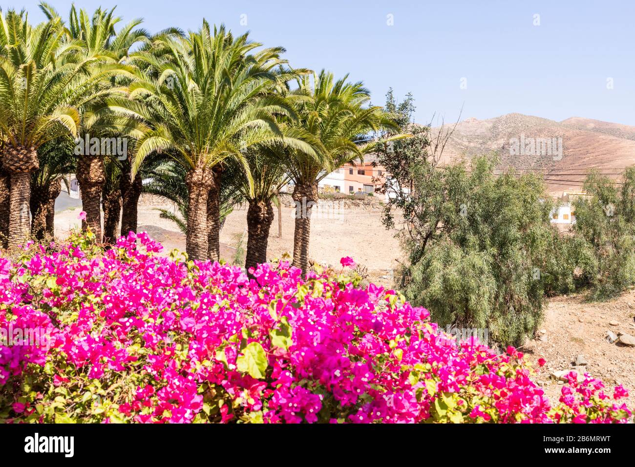 Palmen und rosafarbene Blumen in Pajara auf der Kanareninsel Fuerteventura Stockfoto