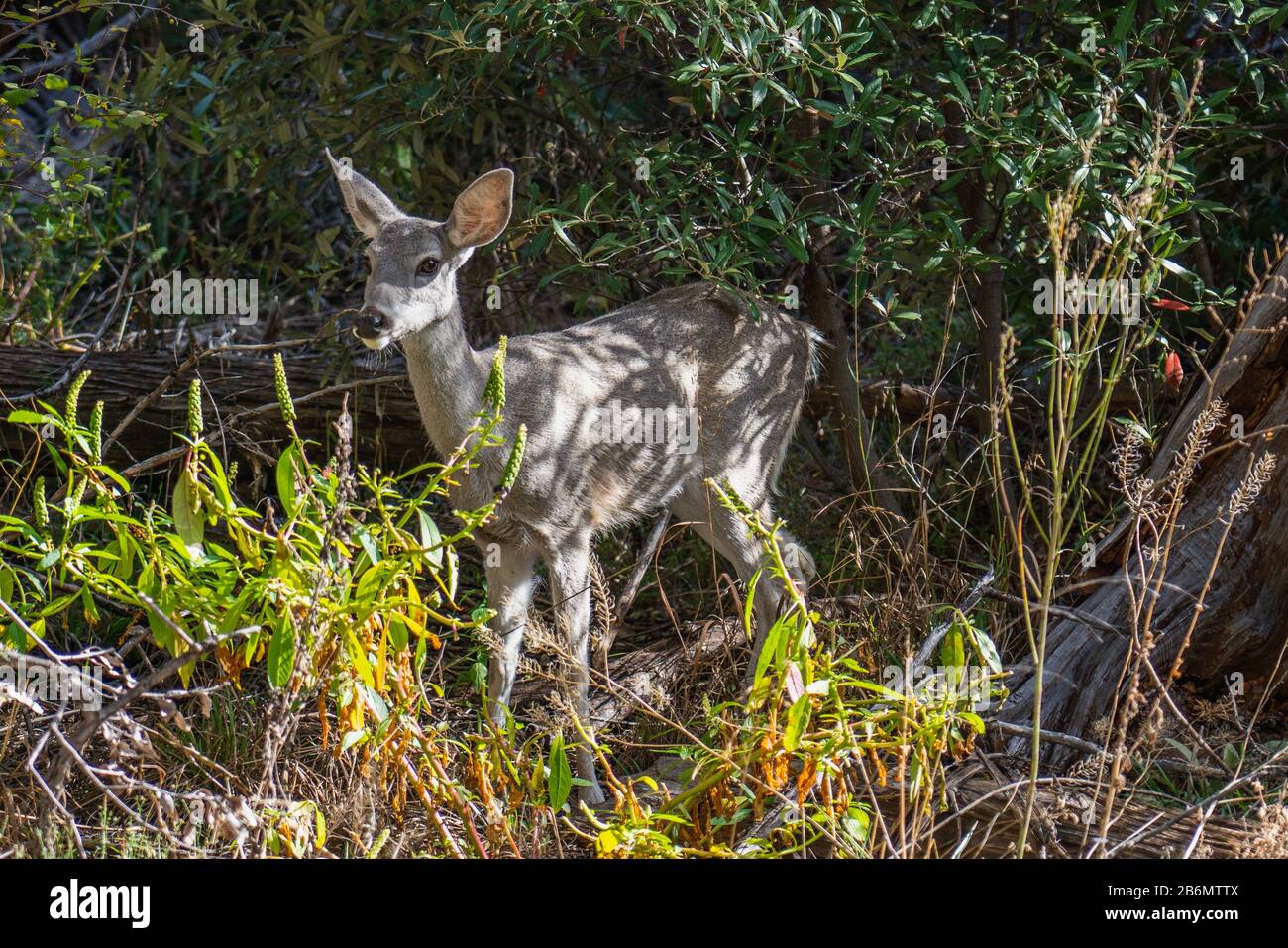 Single coues whitetial Deer oder Odocoileus virginianus couesi entlang der landschaftlich reizvollen Fahrt des Chiricahua National Monument Stockfoto