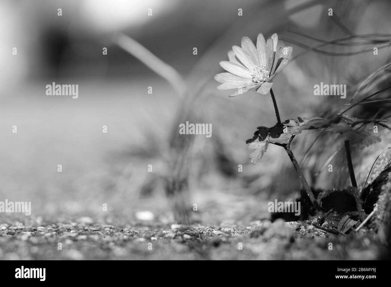 Anemone blanda/Balkan-Anemon Stockfoto