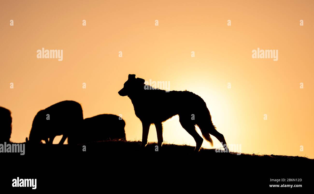 Border Collie Sheepdog Silhouette gegen einen roten Himmel. North Yorkshire, Großbritannien. Stockfoto