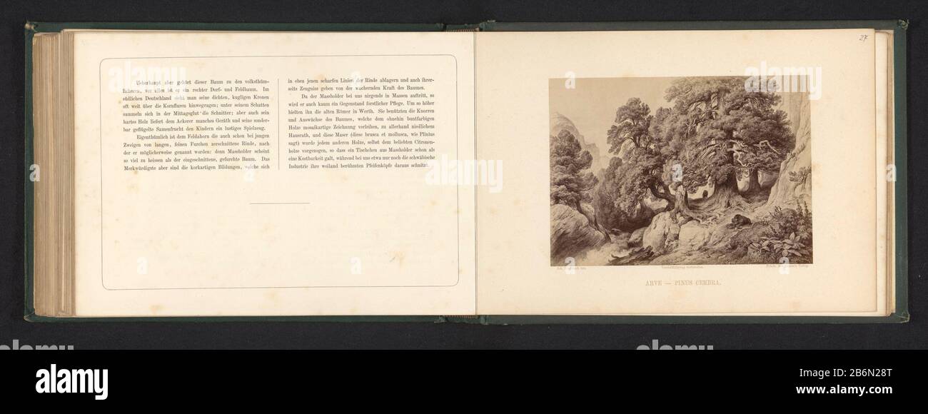 Fotoreproductie van een tekening van een landschap met alpendennen en beren Arve - Pinus Cembria (titel op object) Foto Reproduktion einer Zeichnung einer Landschaft mit Alpen-Tanne und BerenArve - Pinus Cembria (title object) Objektart: Foto Reproduktion Seite Artikelnummer: RP-F 2001-7-813-27 Hersteller: Fotograf: Friedrich Bruckmann ( vorhanden) Verleger: Friedrich Bruckmann (denkmalgeschütztes Gebäude) zum Zeichnen von Johann Fischbach (denkmalgeschütztes Eigentum) Ort Herstellung: Fotograf: Deutschland Verleger: Deutschland zum Zeichnen: München Datum: Am oder nach dem Jahr 1867 - ca. 1878 Material: Papiertechnik: ALB Stockfoto