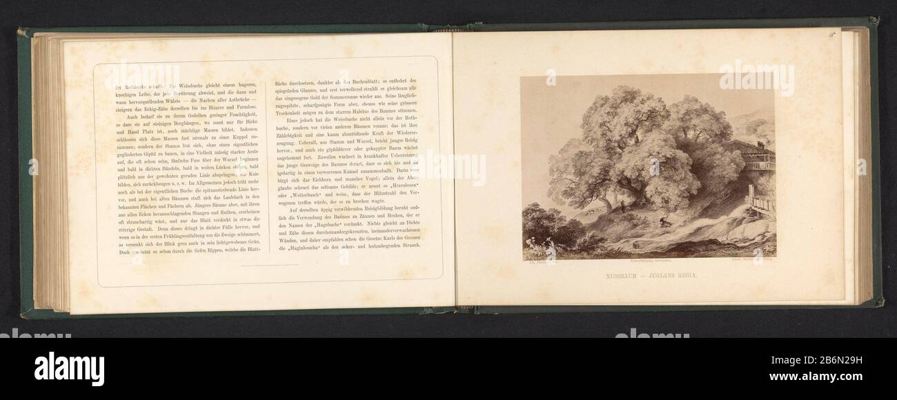 Fotoreproductie van een tekening van een landschap met een walnotenboom Nussbaum - Juglans Regia (titel op object) Foto Reproduktion einer Zeichnung einer Landschaft mit nussbaum nussbaum - Juglans Regia (title object) Objektart: Foto Reproduktion Seite Artikelnummer: RP-F 2001-7-813-15 Hersteller: Fotograf: Friedrich Bruckmann (möglich) Verleger: Friedrich Bruckmann (denkmalgeschütztes Gebäude) zum Zeichnen von Johann Fischbach (denkmalgeschütztes Eigentum) Ort Herstellung: Fotograf: Deutschland Verleger: Deutschland zum Zeichnen: München Datum: Am oder nach dem Jahr 1867 - etwa 1879 Material: Papiertechnik: Albumin Stockfoto