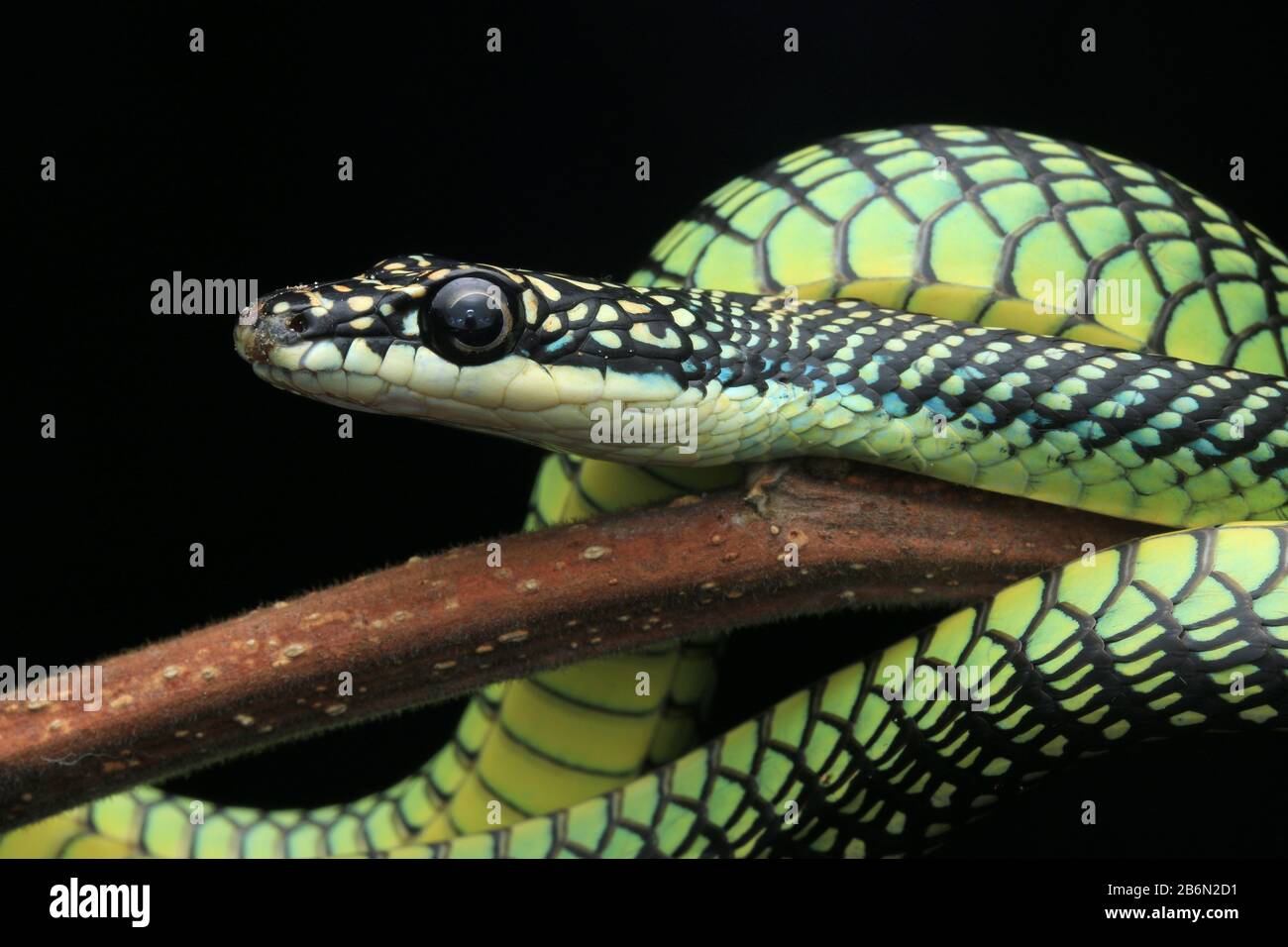 Paradiesische fliegende Schlange, Chrysopelea paradisi Stockfotografie