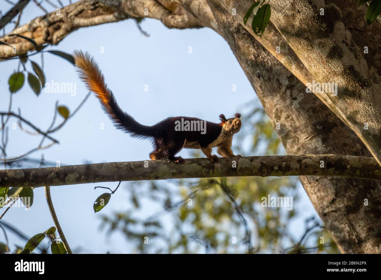 Ein einziges indisches Riesenhörnchen, Ratufa indica, das auf Ast läuft Stockfoto