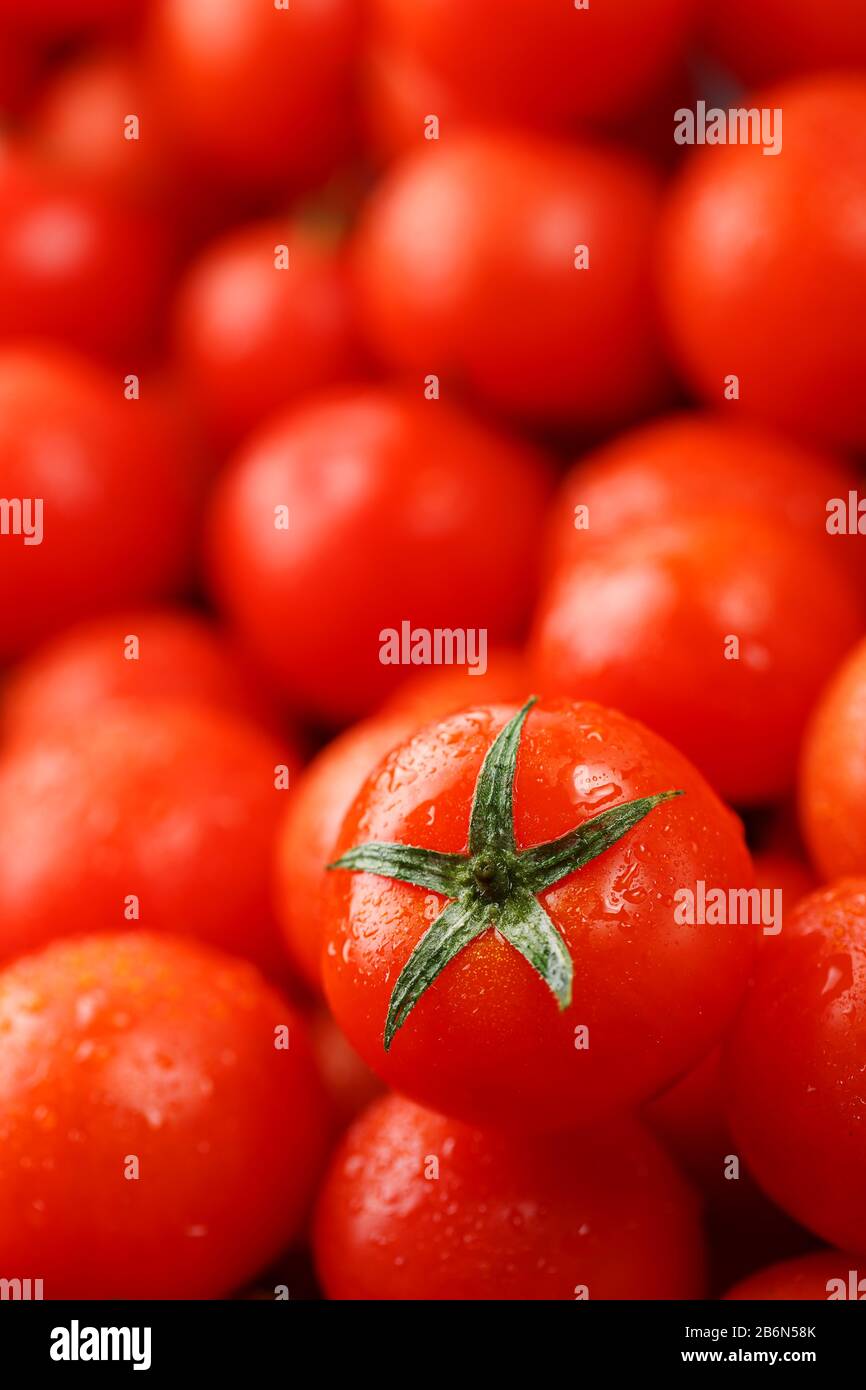 Frische Kirschtomaten mit Nahaufnahme. Rote Tomaten im Hintergrund. Eine Gruppe saftiger reifer Früchte. Rote Tomaten Hintergrund. Tomatenmakro mit Tapete Stockfoto
