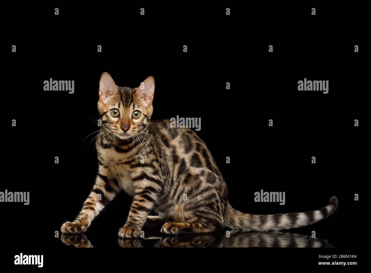 Verspielte bengalische Kitty mit Goldfell auf Isoliertem schwarzem Hintergrund Stockfoto