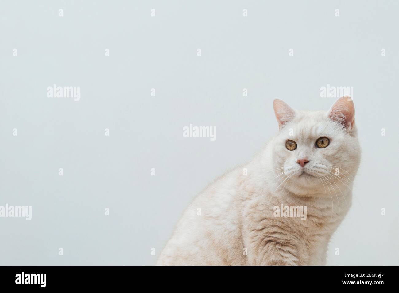 Porträt einer cremigen kurzhaarigen Manx-Katze. Stockfoto