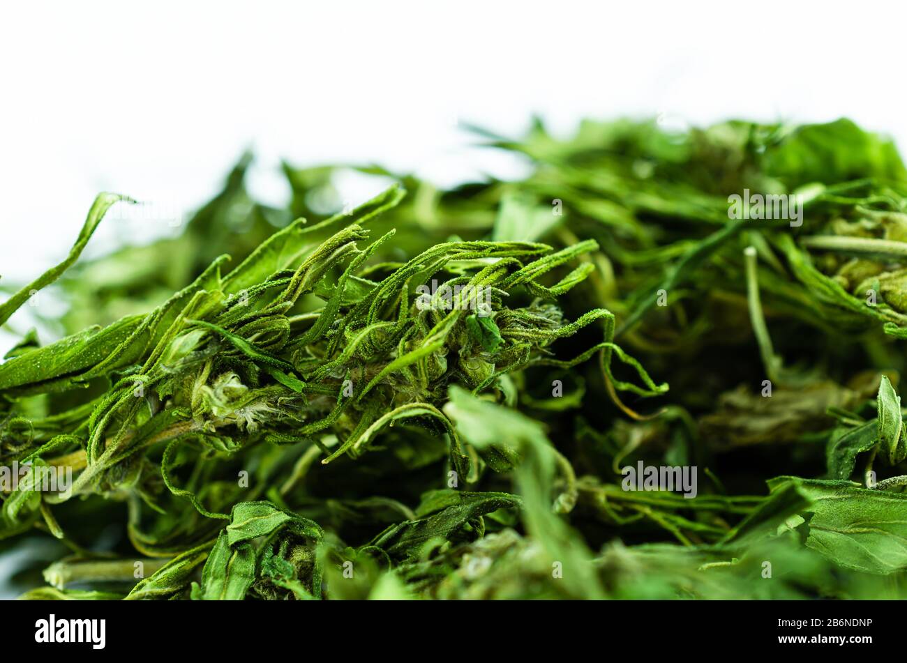 Makrofoto eines großen Pfahls von Knospen und Marihuanablättern Stockfoto