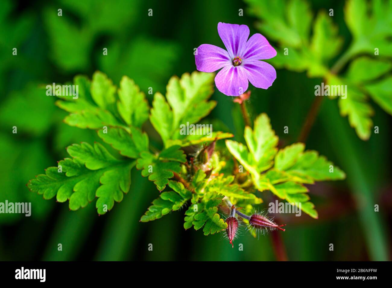 Kraut, Robert (Geranium Robertianum) Stockfoto