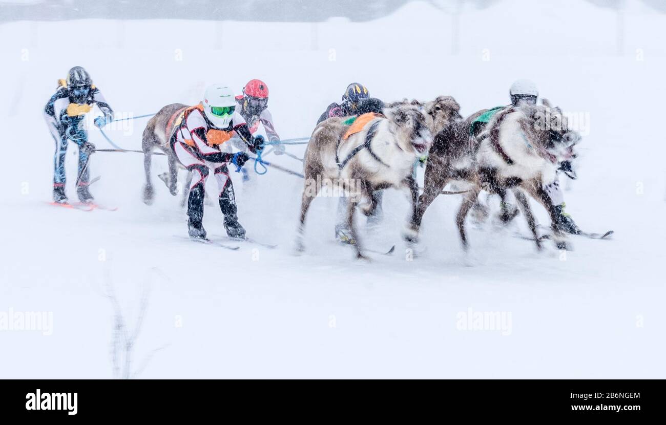 Rentierrennen in Äkäslompolo, Finnlands Lappland Stockfoto