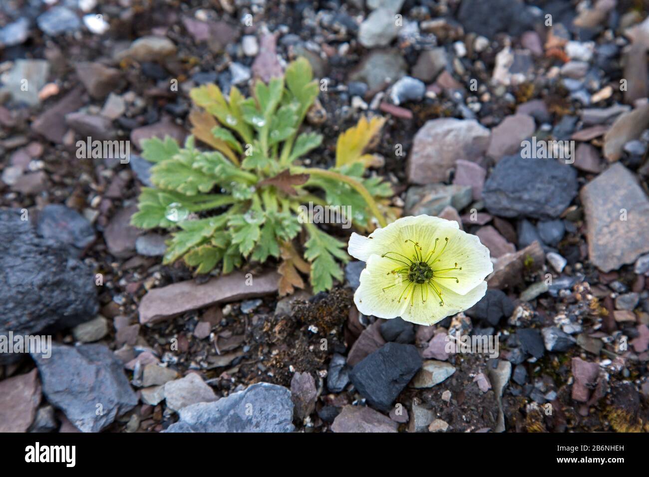 Svalbard Mohn (Papaver dahlianum) in Blume auf der arktischen Tundra bei Spitzbergen/Spitzbergen, Norwegen Stockfoto