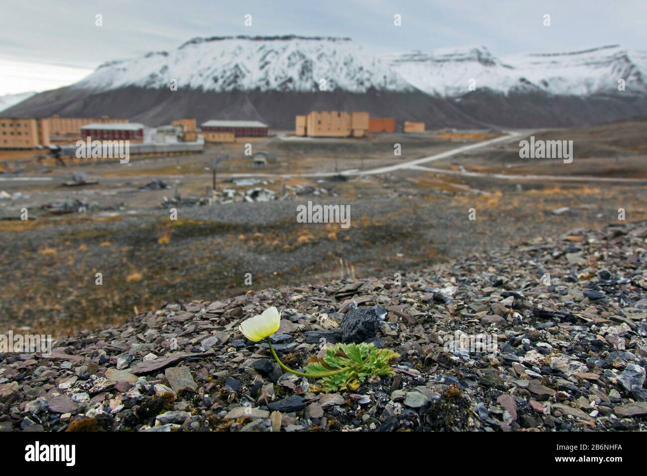 Svalbard Mohn (Papaver dahlianum) in Blume auf der arktischen Tundra bei Spitzbergen/Spitzbergen, Norwegen Stockfoto