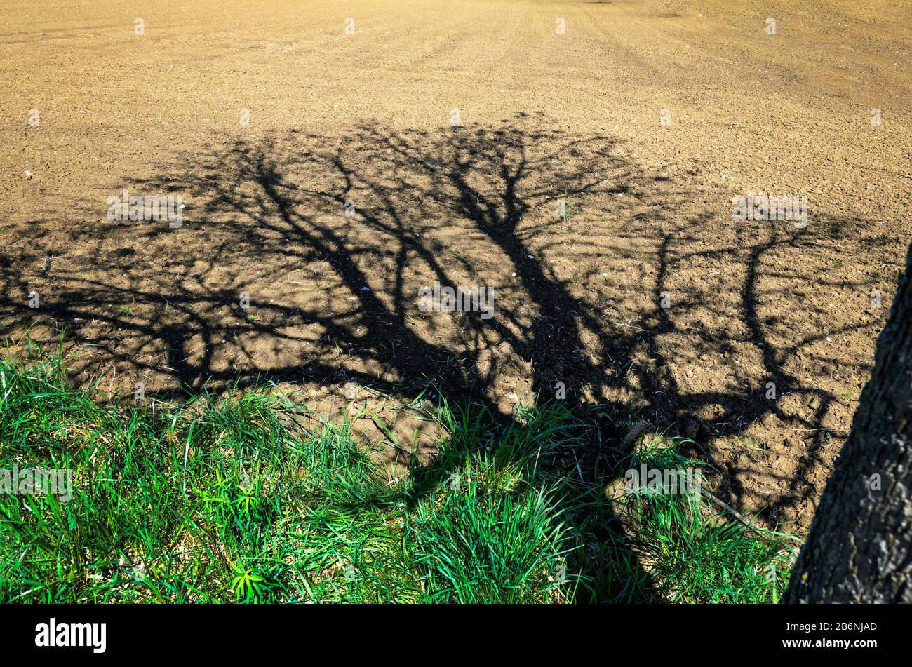 Schatten eines grünen Baumes auf einem nicht kultivierten Feld Stockfoto