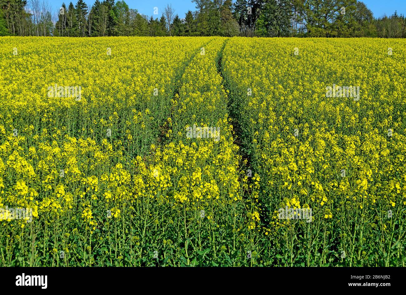 Feld mit grünem Manieren durch gelb blühende weiße Senfpflanzen Stockfoto