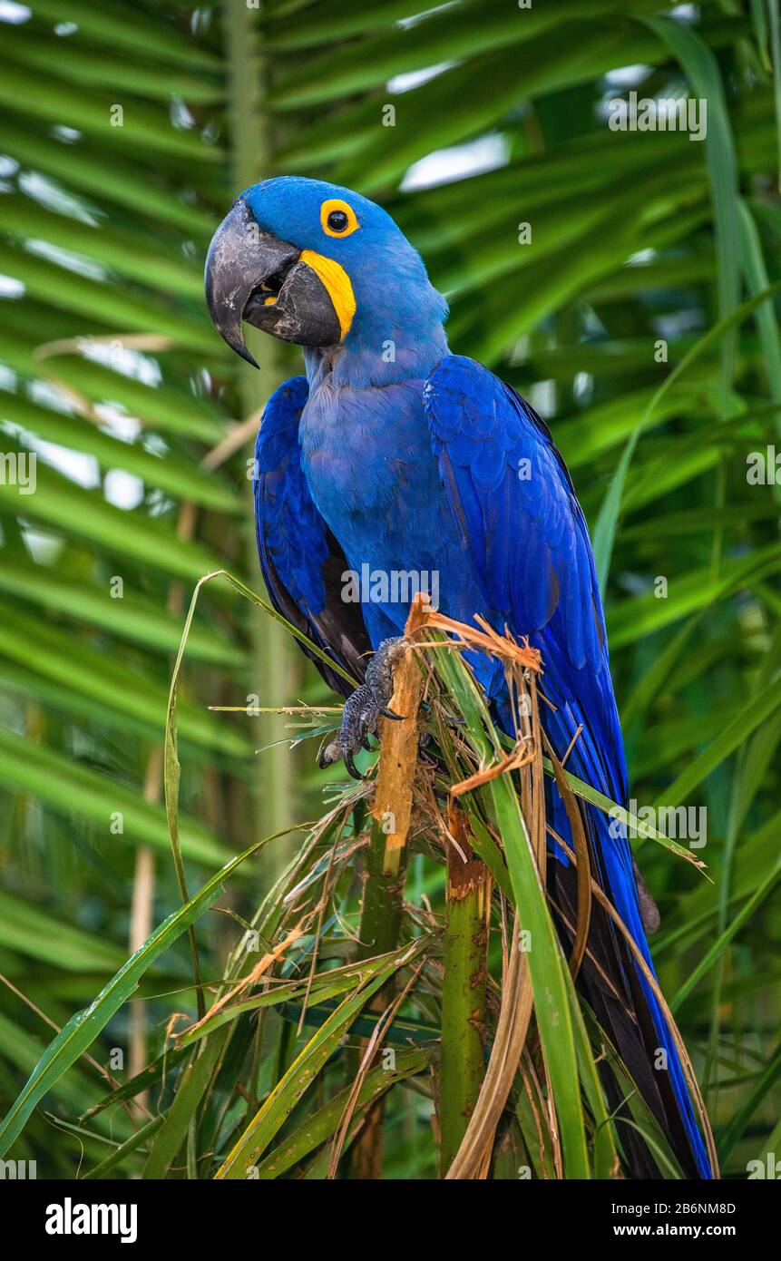 Hyazinth-Macaw sitzt auf einer Palme. Südamerika. Brasilien. Pantanal National Park. Stockfoto