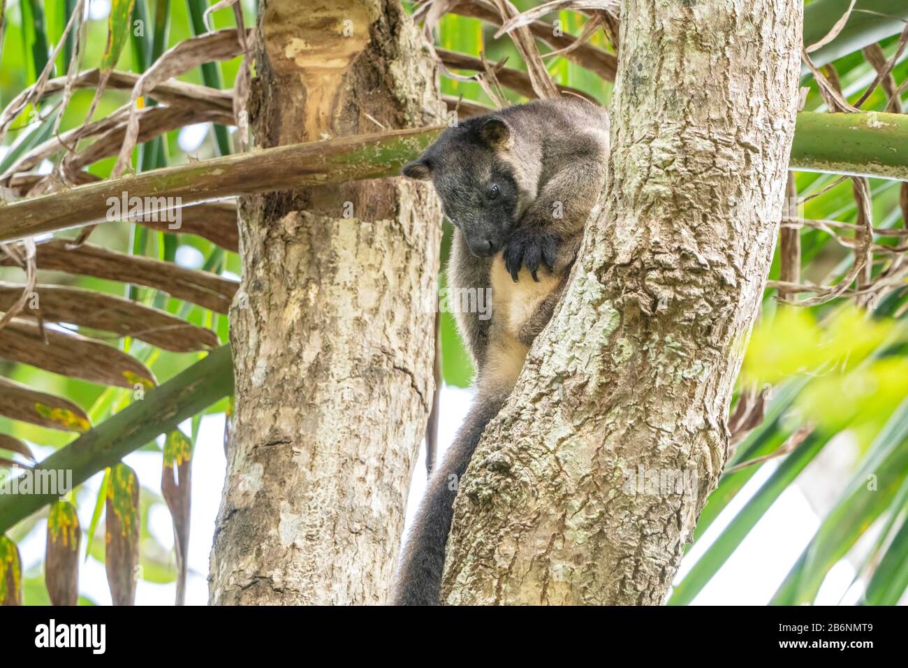 Lumholtz's Baumkänguru, Dendrolagus lumholtzi, Erwachsene in Tree, Atherton Tableland, Queensland, Australien Stockfoto