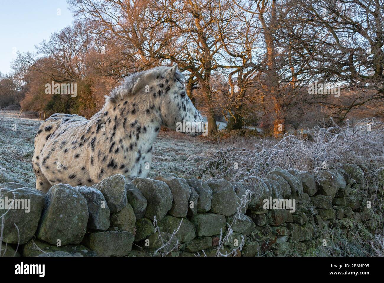 Appaloosa Pony lehnte sich im Winter über eine trockene Steinmauer. Stockfoto