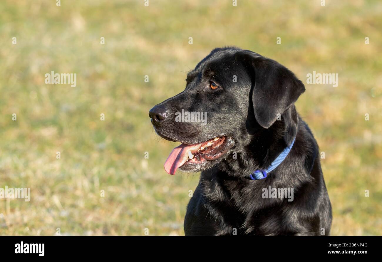 Eine schwarze Labrador Retriever Nahaufnahme. Stockfoto