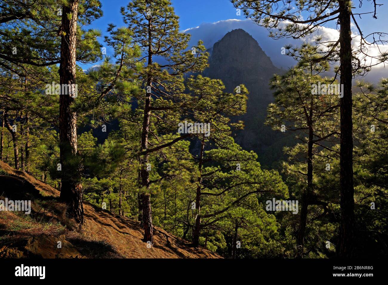 Kanarische Inseln, La Palma, La Cumbrecita, Stockfoto